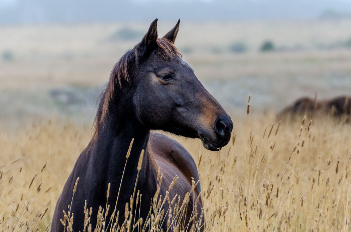 Equine Database Aria - Waler Horse Database