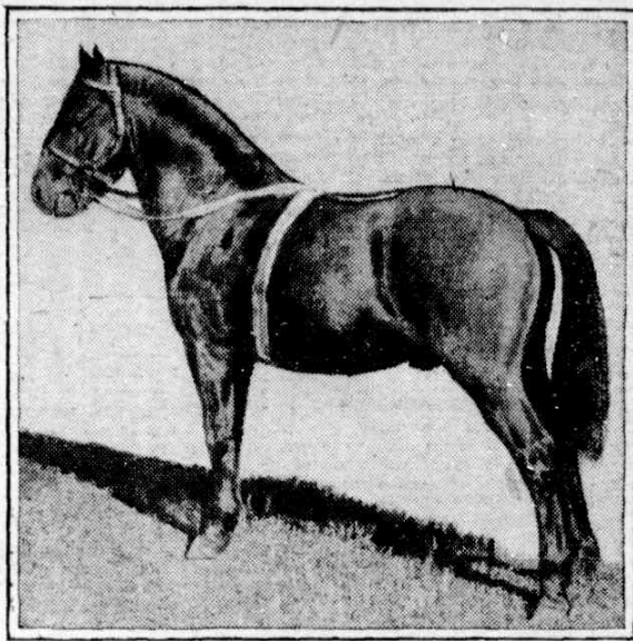 Welsh stallion