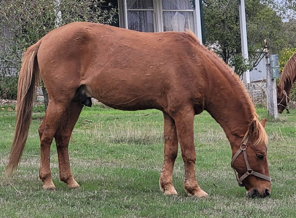 Timor Pony stallion Balios