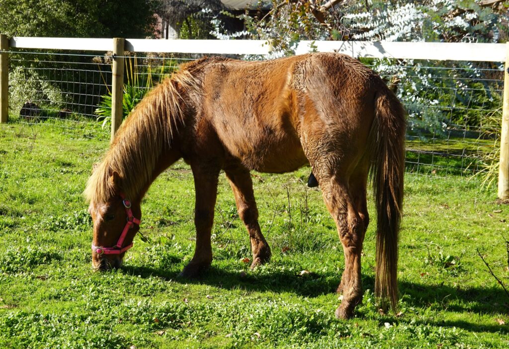 Timor Pony stallion Balios