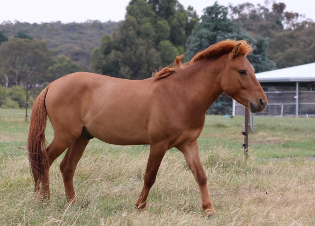 Timor Pony stallion Banjo