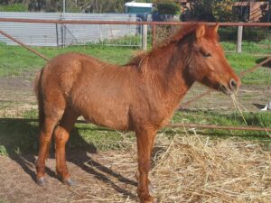 Timor pony colt foal Banjo