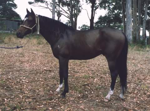 Waler stallion Brigadier