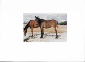 Waler horse Calwynyardah