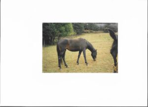 Waler mare Classic Elle d'aisne