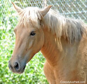 Crocodylus Park Timor Pony