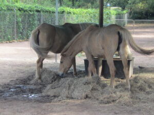 Crocodylus Park Timor Ponies Darwin