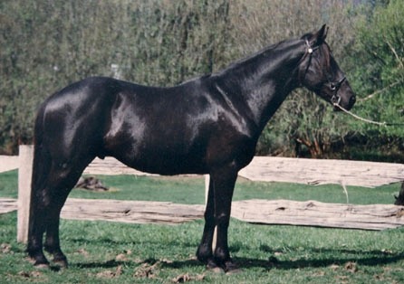 Waler stallion Dardanelle