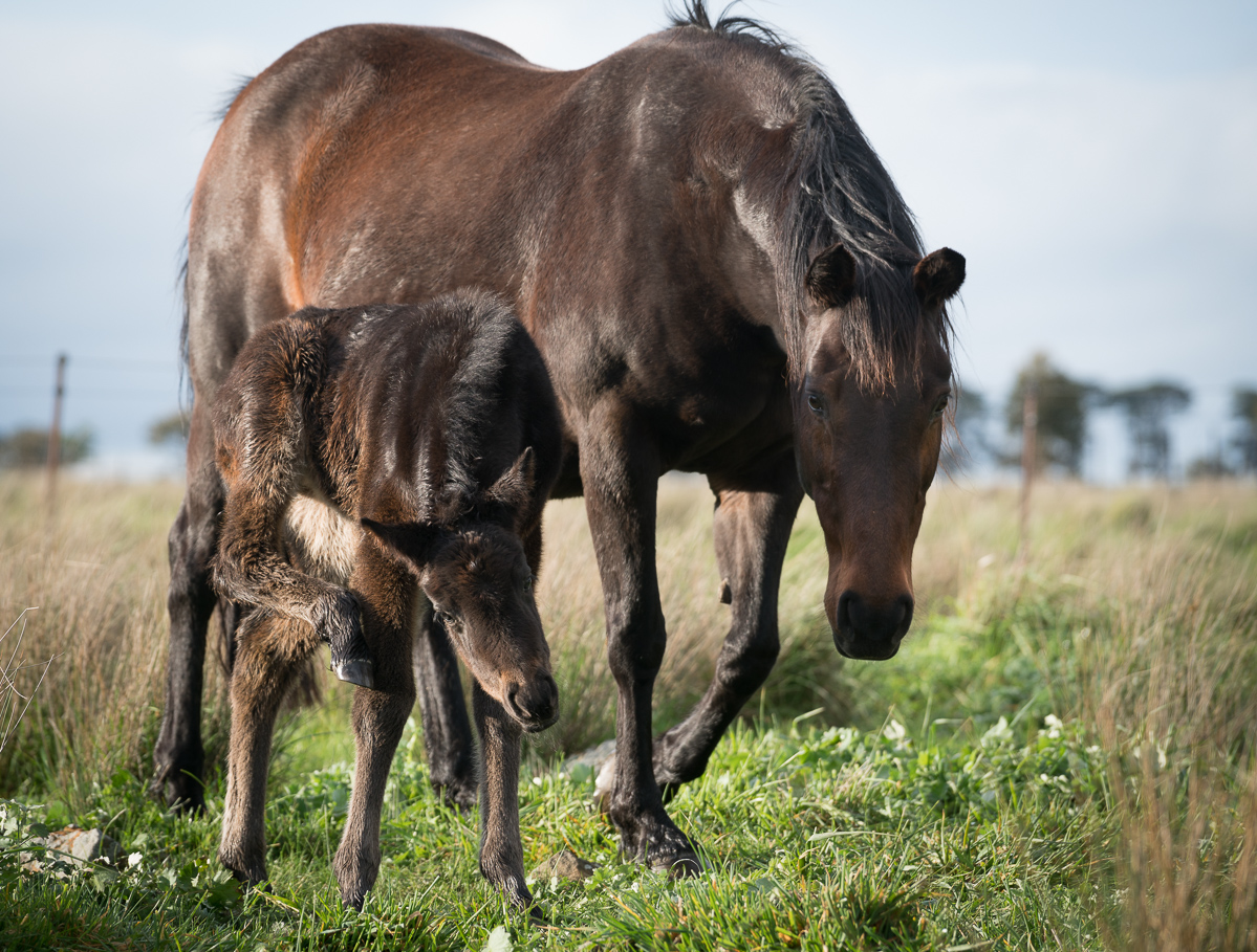 Equine Database Conservation Genetics - Waler Horse Database