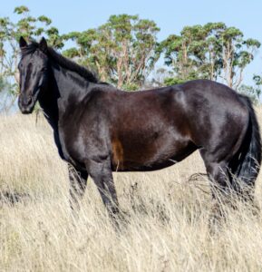 Medium Waler mare Faith