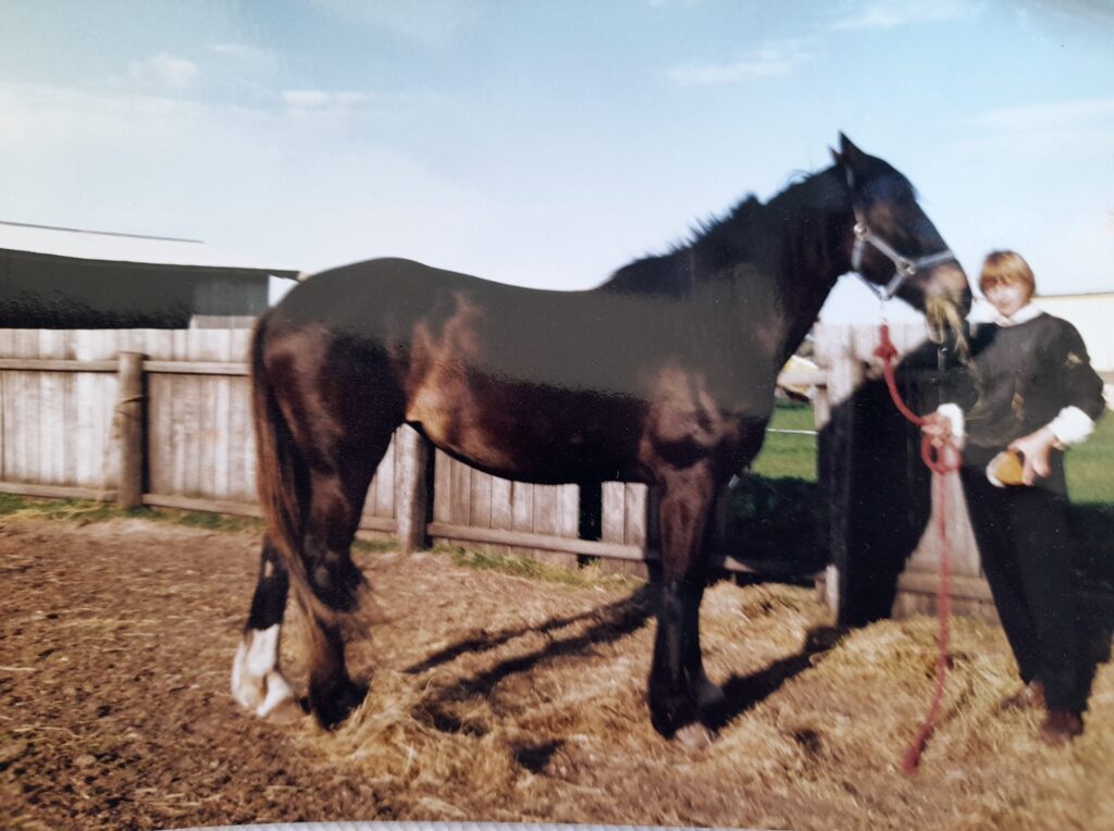 Waler mare Federation Mouse as a two year old