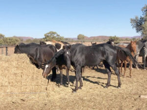 Waler stallion Gidgee