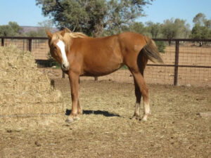 Waler mare Ginger