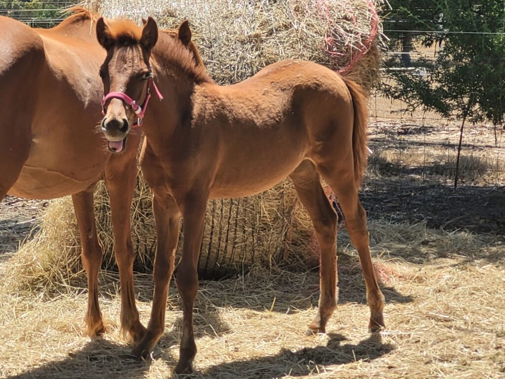 Hale and her third foal, colt to sire Timor Pony Xanthos