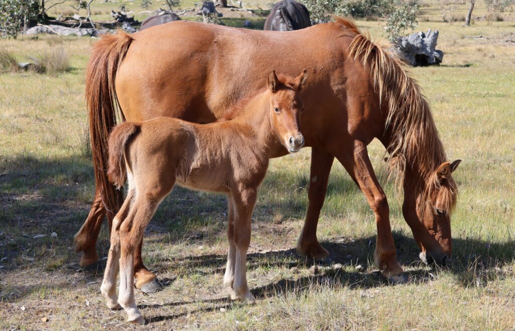 Hale and her third foal, colt to sire Timor Pony Xanthos