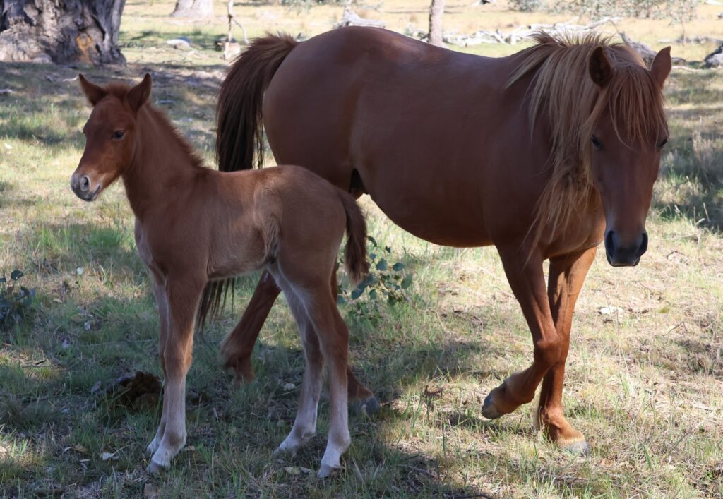 Hale and her third foal, colt to sire Timor Pony Xanthos