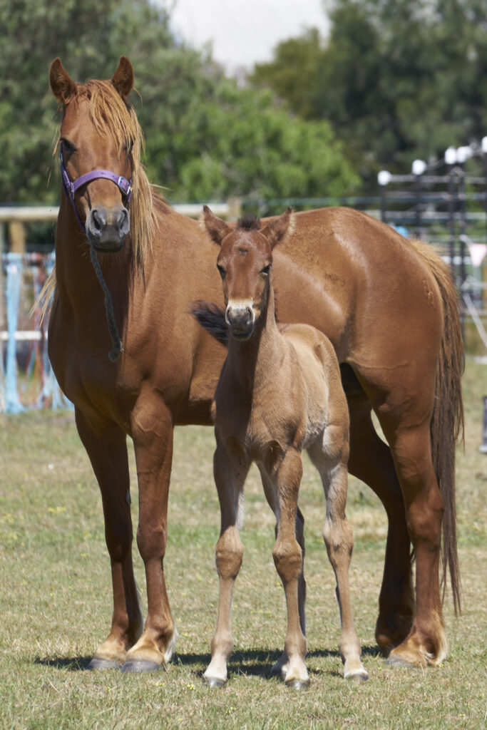 Waler mare Hale and her colt foal Pinjee