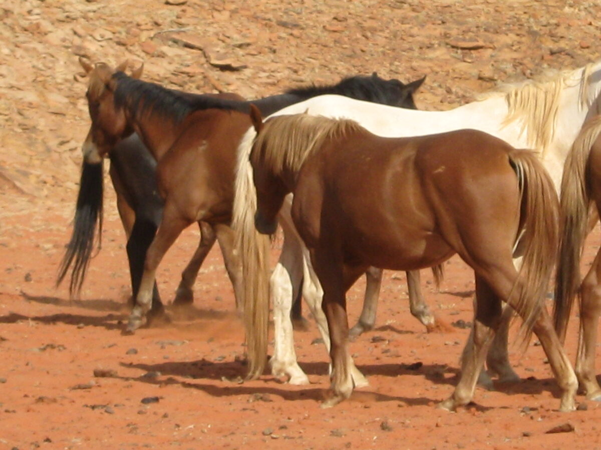 Waler horses on Todd River Downs