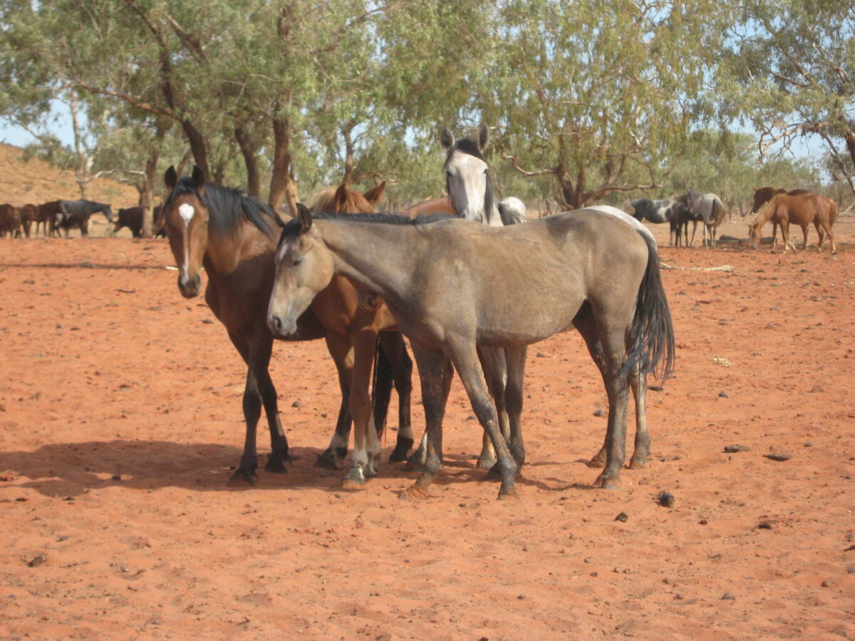 Waler horses on Todd River Downs NT