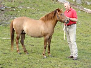 Timor pony mare Indira with Richard Crispin