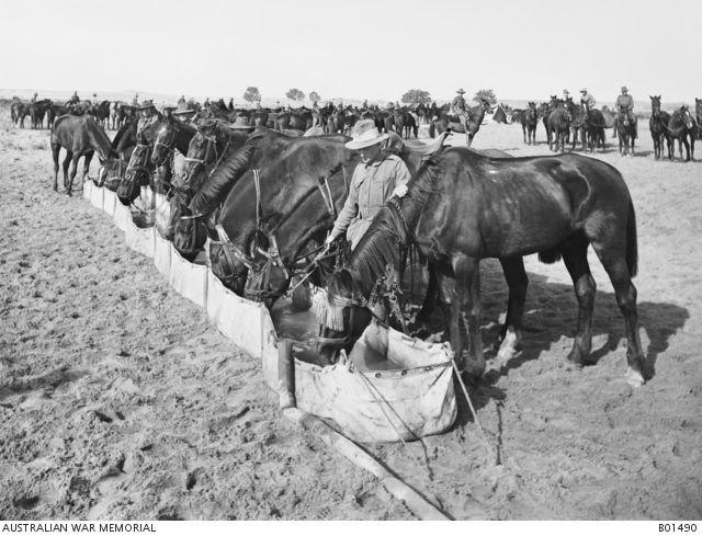 WW1 horses being watered