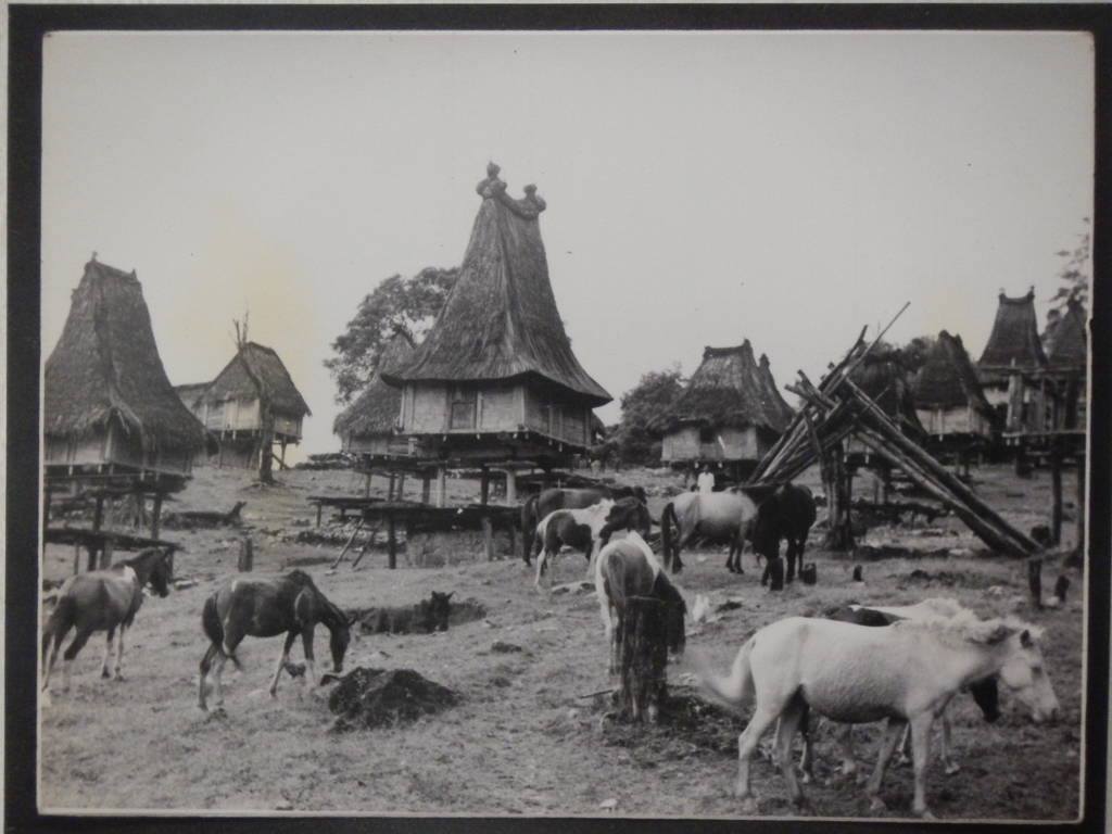 Timor Ponies in Timor Leste, Max Stahl Collection, photo by  Commander António Sergio Cardoso