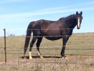 Waler horse Messines Clover
