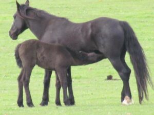 Waler mare Mt Weld Aurora with foal