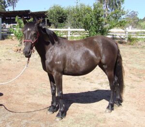 Waler mare Mt Weld Elora