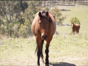Waler mare Newhaven Boronia