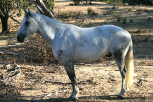 Waler gelding Chancellor