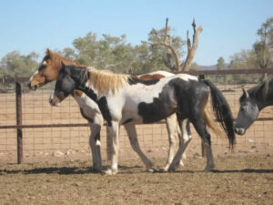 Waler stallion Patch