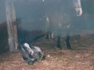 Waler horse Patchwork