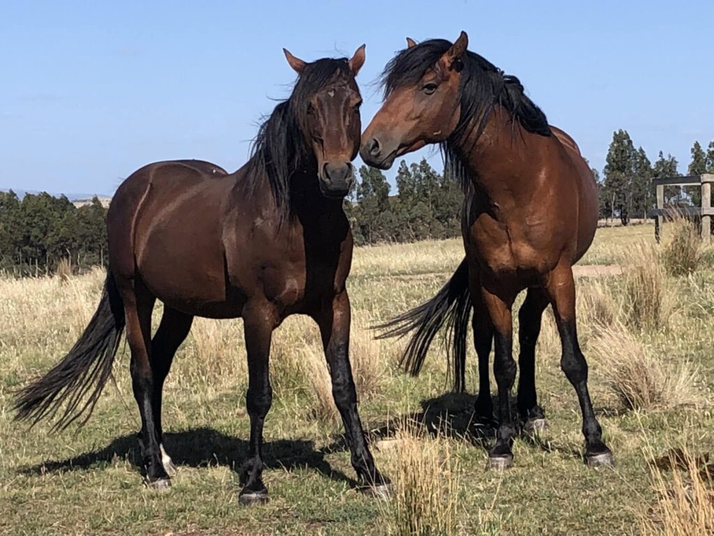 Waler stallions Virtuoso and Pinjee, December 2024