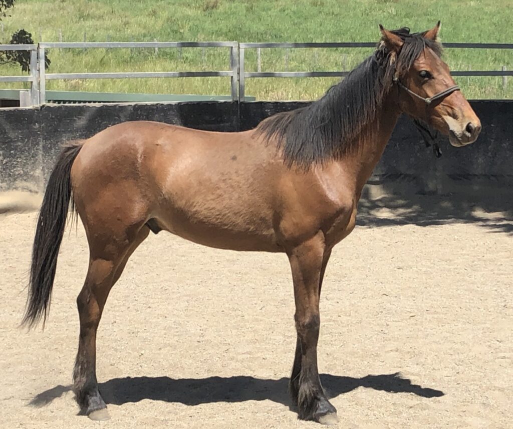 Old-fashioned horse, Waler colt Pinjee