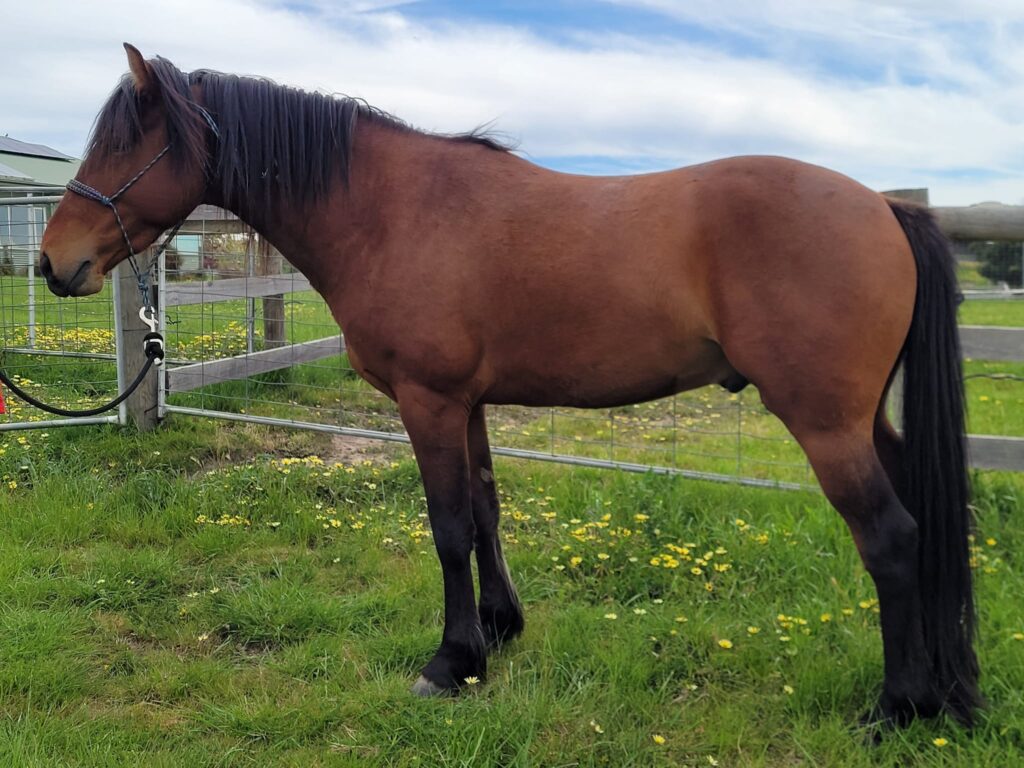 Waler colt Pinjee 2022