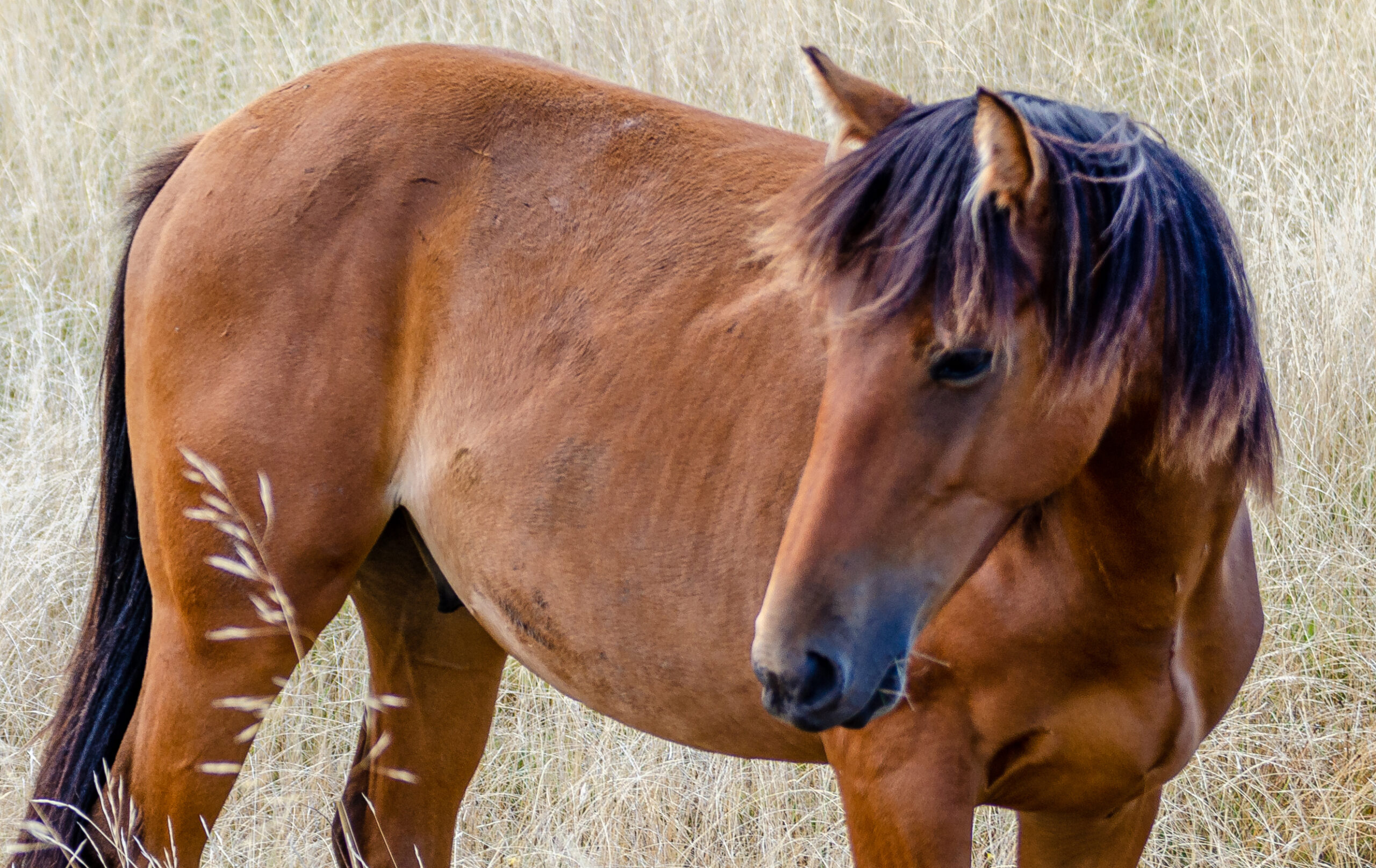 Equine Database Todd River Downs - Waler Horse Database Station Listing