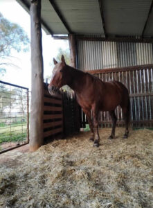 Waler mare Pixie