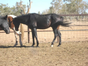 Waler stallion Prance