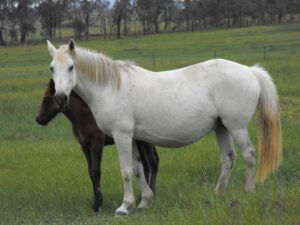 Waler mare Providence Bishari with foal