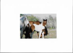 Waler foal Red Head