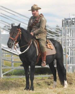 Waler stallion Sand Palm Digger