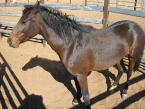 Waler mare She's A Lady