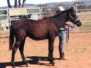 Waler horse Shy Lil Zeus