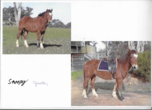Waler gelding Snoopy