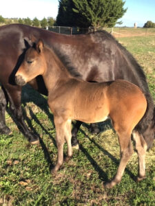 Waler foal Snowy Dunnottar Rothby