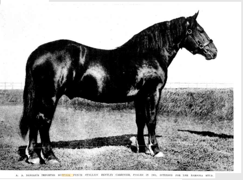 Suffolk Punch stallion