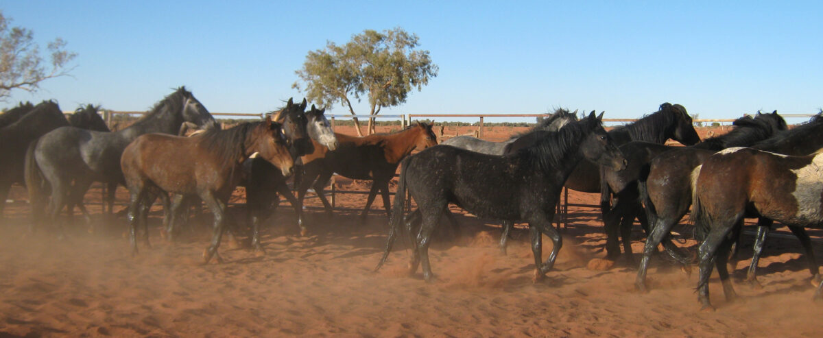 Wild Foundation Horses on Todd River Downs NT