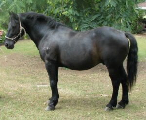 Waler stallion Prince