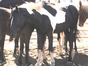 Waler stallion Three Hours